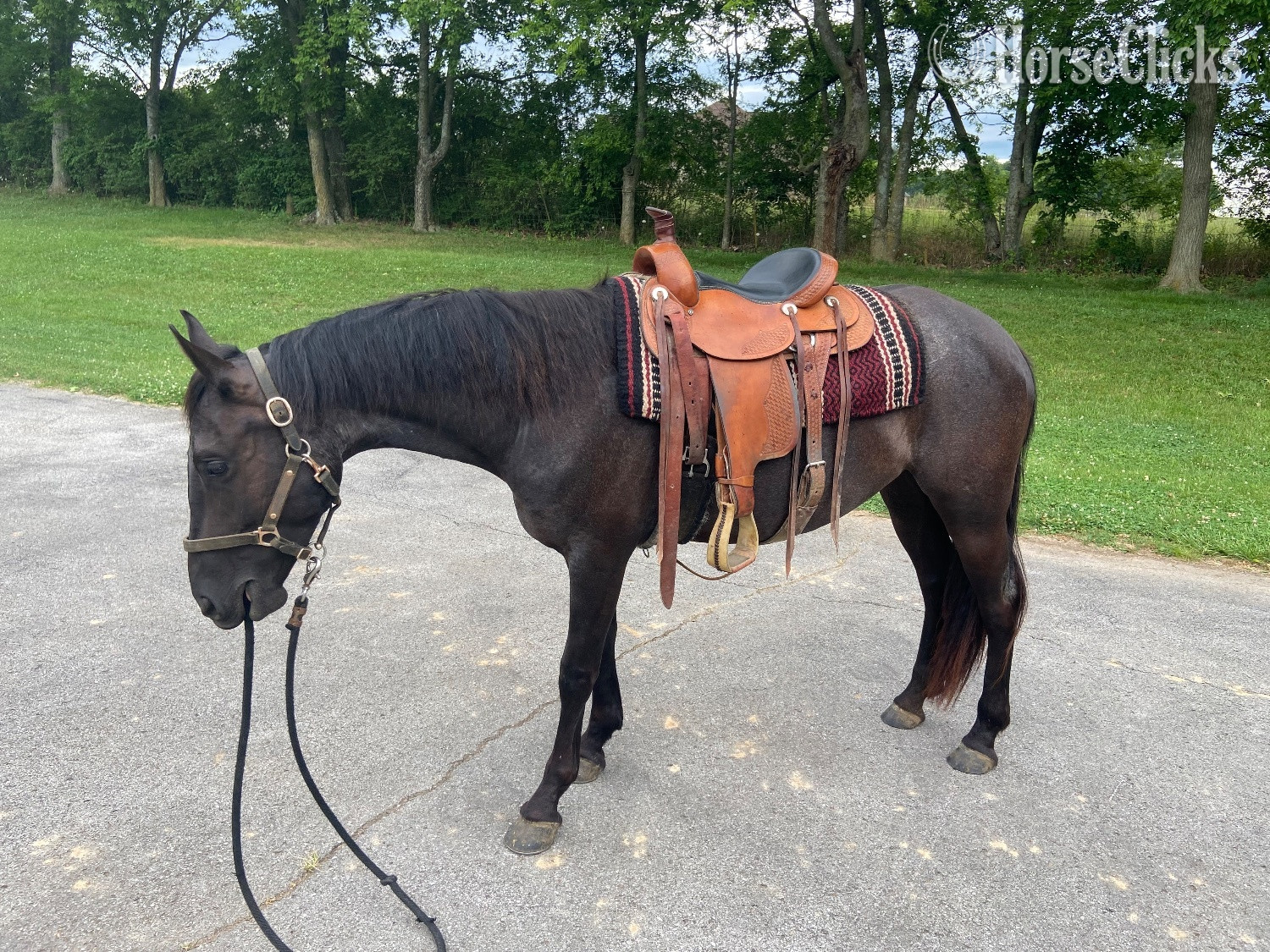 Friesian - "PS Reaghan Blue" Blue Roan Mare Friesian