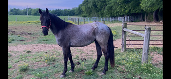 "PS Reaghan Blue" Blue Roan Mare Friesian