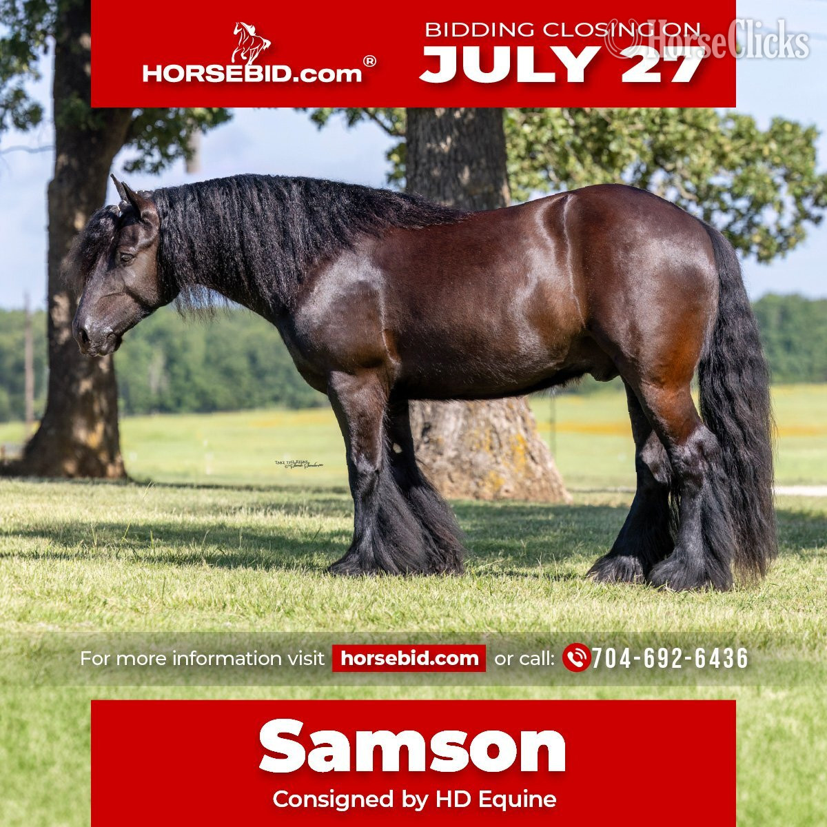 "Samson " Black Gelding Gypsy Vanner in Oklahoma