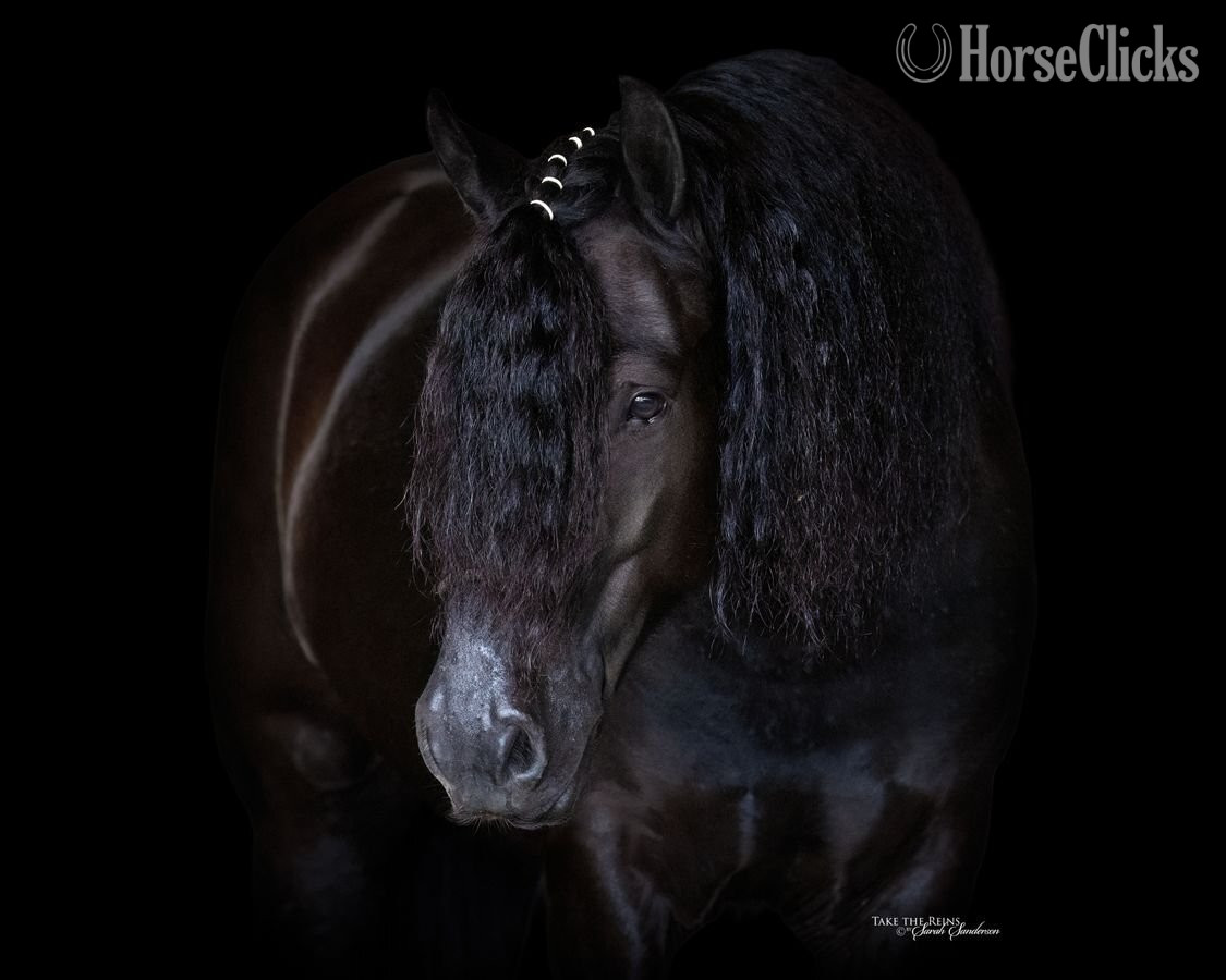 Oklahoma "Samson " Black Gelding Gypsy Vanner