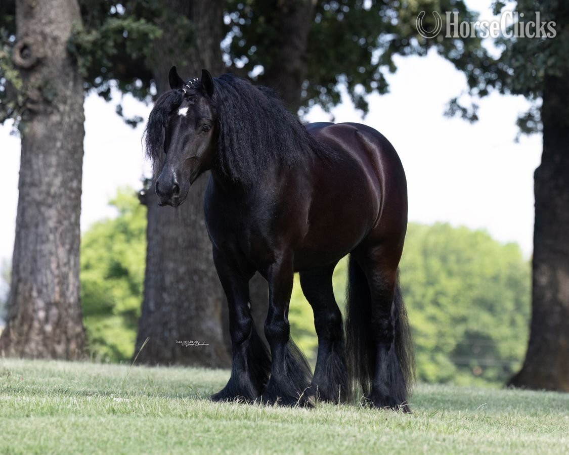 "Samson " Black Gelding Gypsy Vanner - Gypsy Vanner in Oklahoma