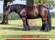 "Samson " Black Gelding Gypsy Vanner