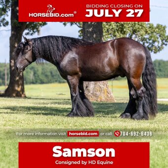 "Samson " Black Gelding Gypsy Vanner