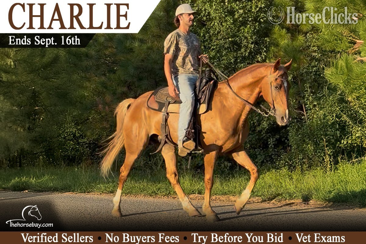"Charlie" Sorrel Gelding Tennessee Walker in Tennessee