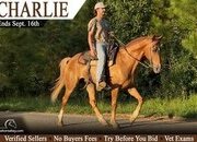 "Charlie" Sorrel Gelding Tennessee Walker