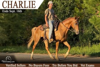 "Charlie" Sorrel Gelding Tennessee Walker