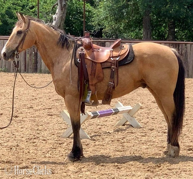 "FedEx" Buckskin Gelding Quarter Horse in Texas