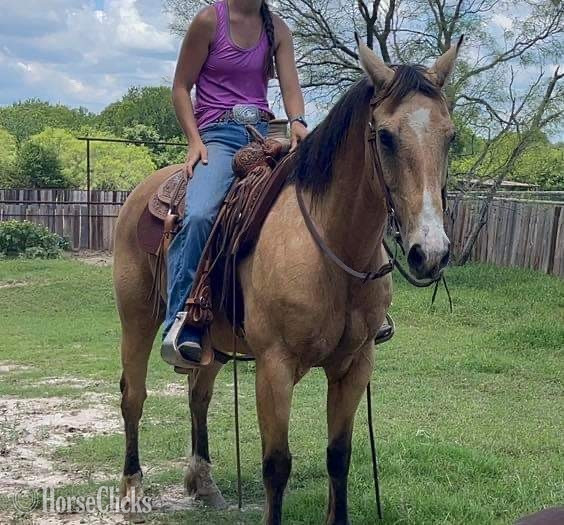 Texas "FedEx" Buckskin Gelding Quarter Horse