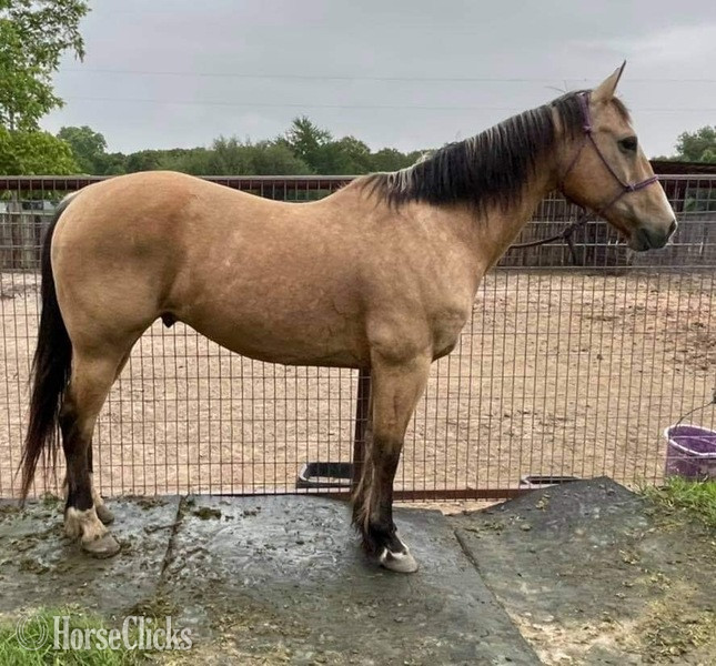 "FedEx" Buckskin Gelding Quarter Horse - Quarter Horse in Texas