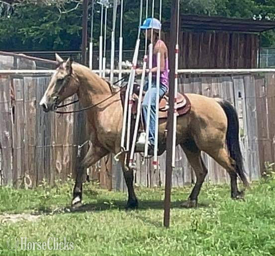 "FedEx" Buckskin Gelding Quarter Horse Texas