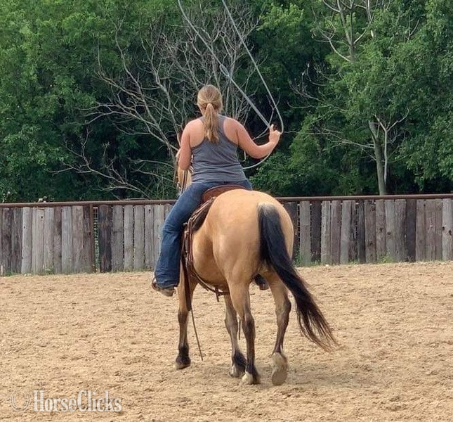 Quarter Horse - "FedEx" Buckskin Gelding Quarter Horse in Texas