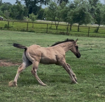 "Honey Pack the Guns" Grullo Colt Quarter Horse