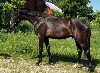 "Nikolai" Black Gelding Warmblood