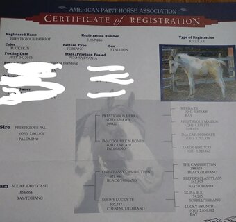 "Prestigious Patriot" Buckskin Gelding Paint
