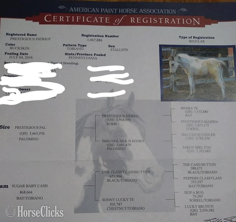 "Prestigious Patriot" Buckskin Gelding Paint in Florida