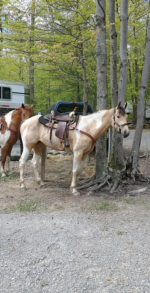 "Prestigious Patriot" Buckskin Gelding Paint