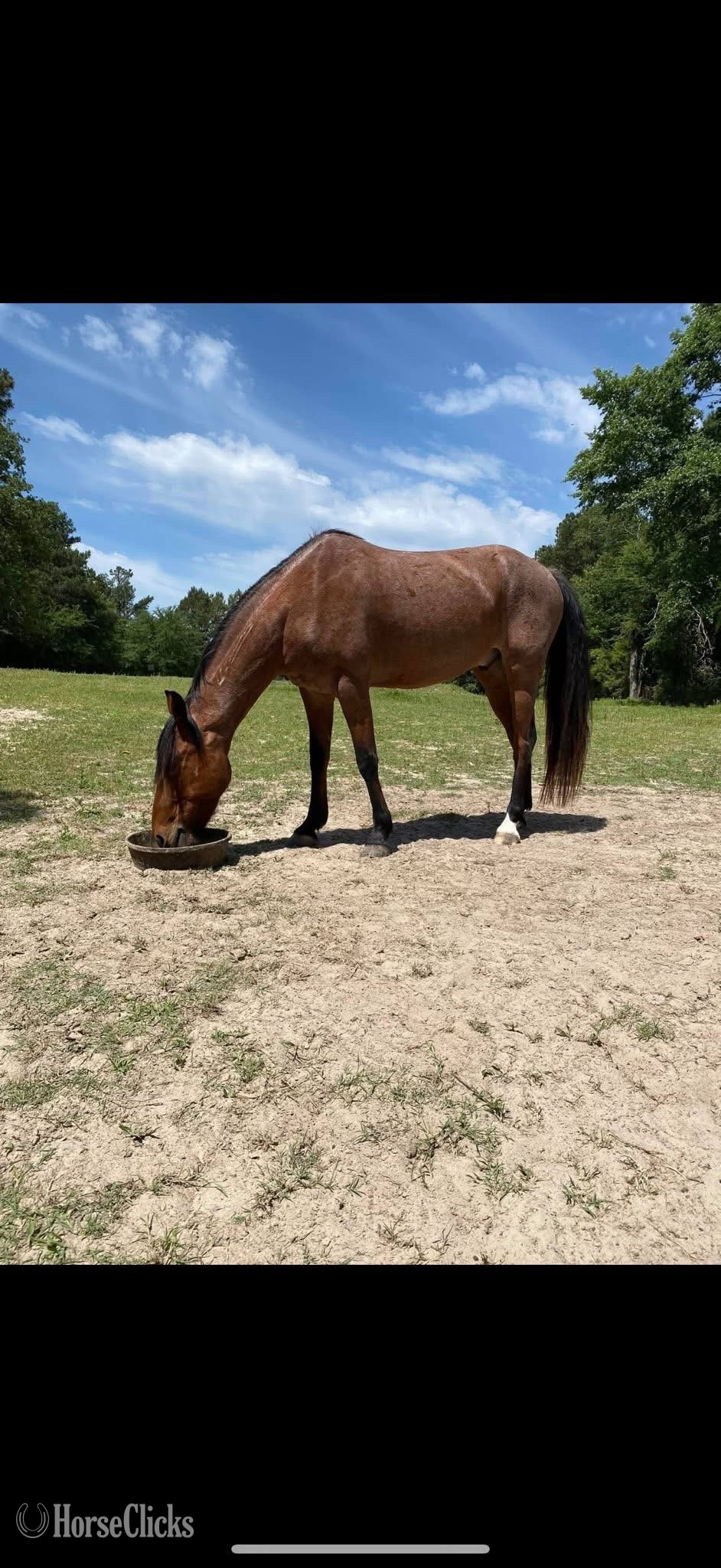 "Xysto" Red Roan Gelding Mustang in Texas