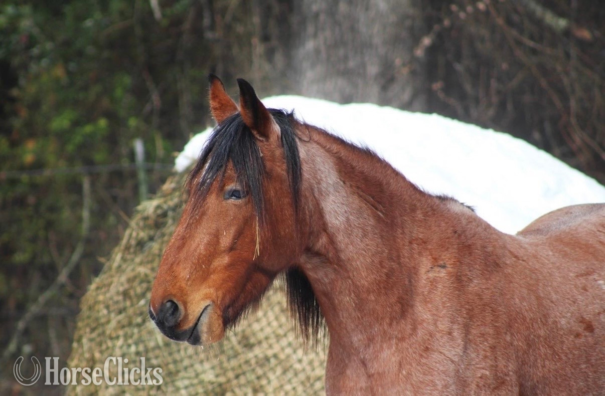 "Xysto" Red Roan Gelding Mustang