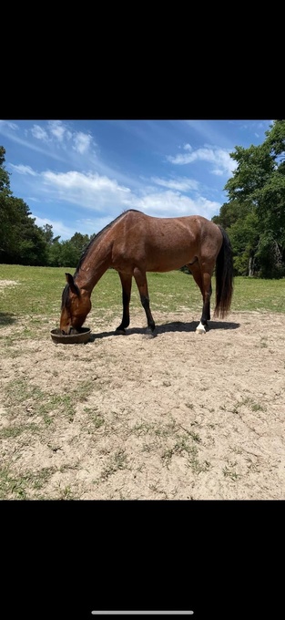 "Xysto" Red Roan Gelding Mustang