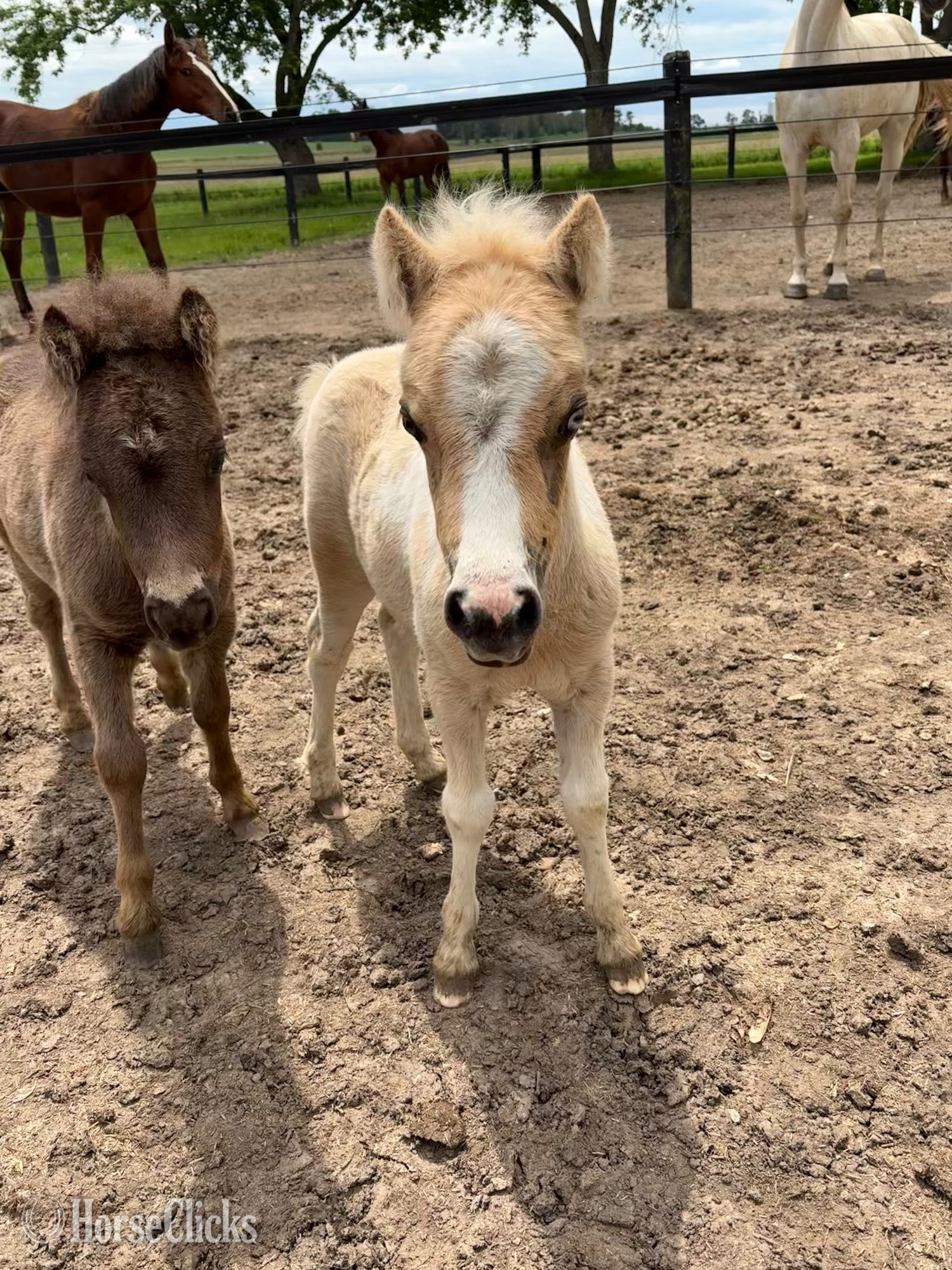 "Dolly " Palomino Filly American Miniature in Ontario