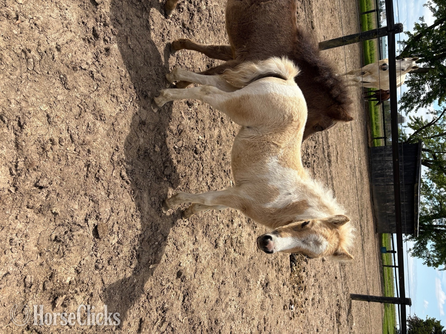 "Dolly " Palomino Filly American Miniature