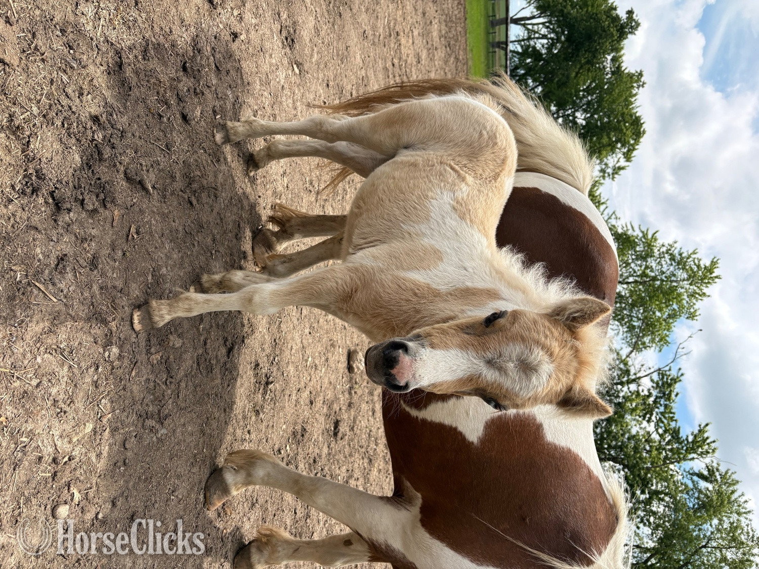 Ontario "Dolly " Palomino Filly American Miniature