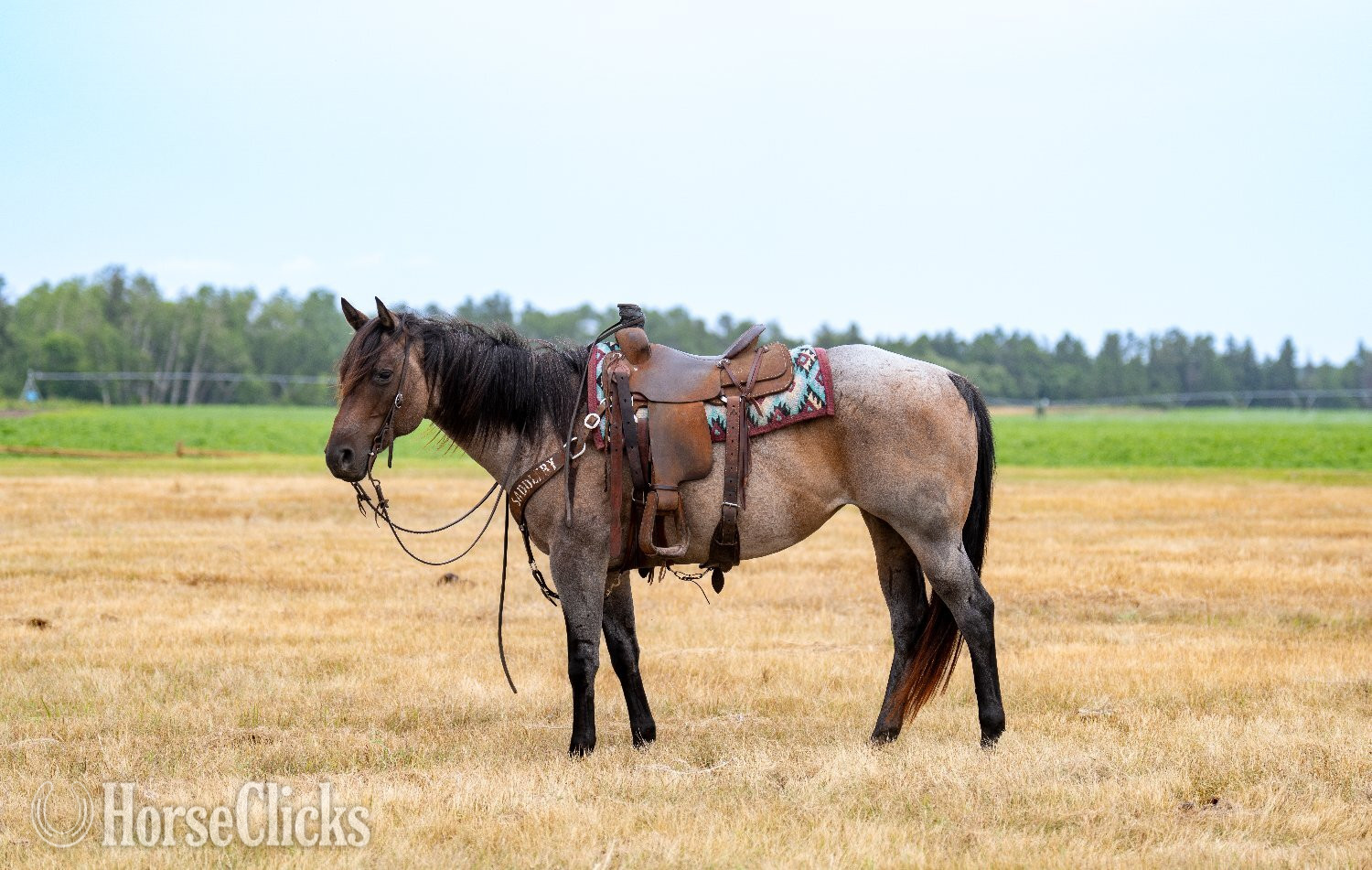 "Trixie " Bay Roan Mare Quarter Horse