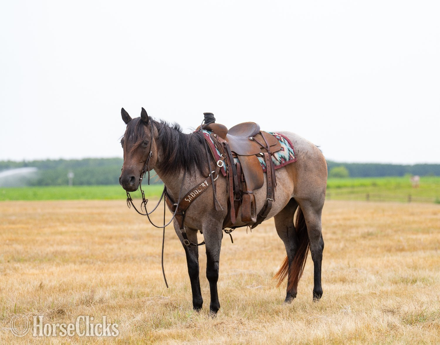 Minnesota "Trixie " Bay Roan Mare Quarter Horse