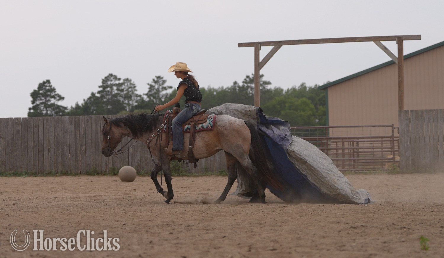 "Trixie " Bay Roan Mare Quarter Horse Minnesota
