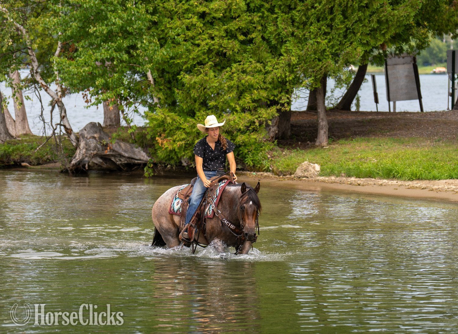 Quarter Horse - "Trixie " Bay Roan Mare Quarter Horse in Minnesota