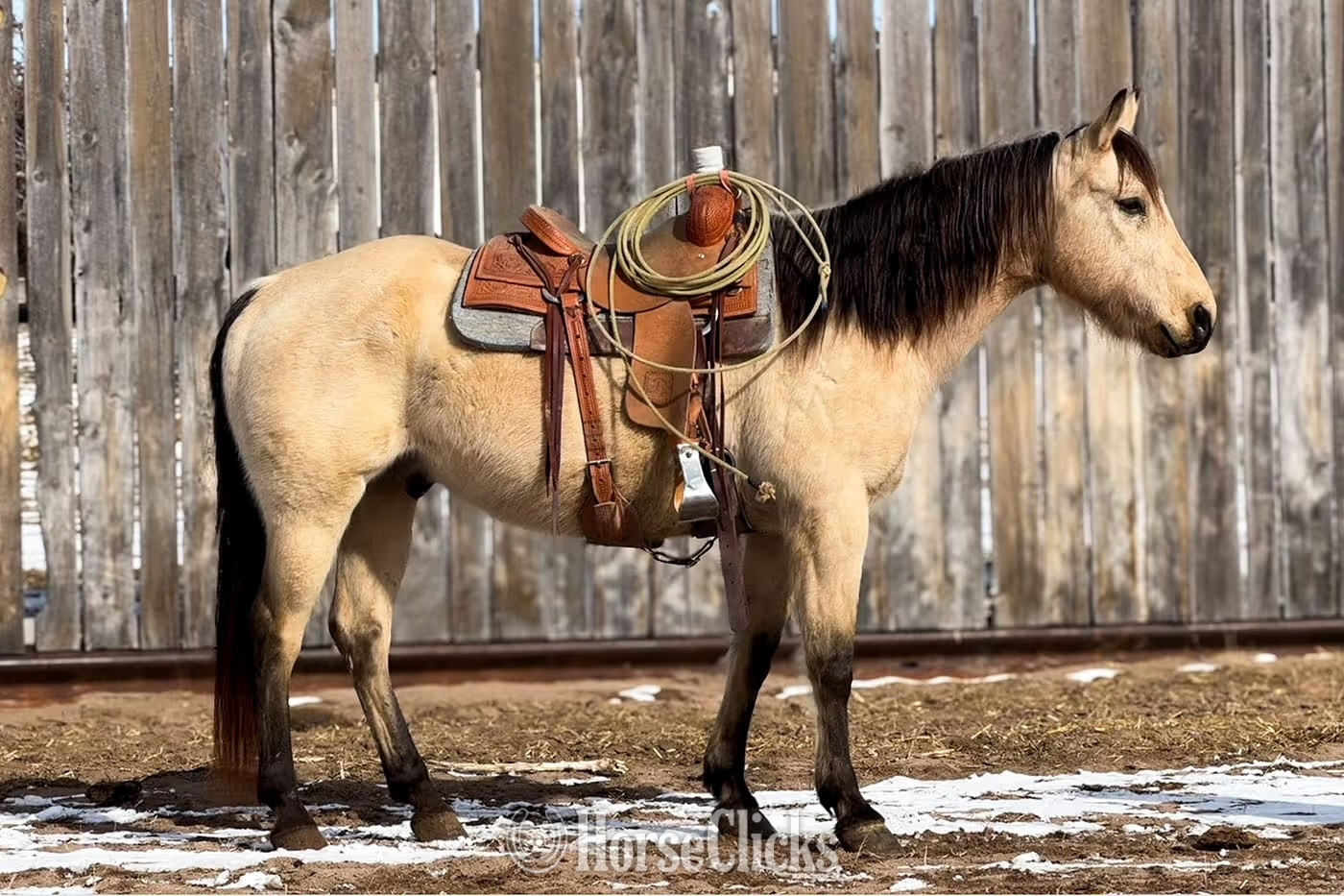 "Pete" Buckskin Gelding Quarter Horse in Wyoming