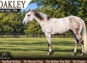 "Oakley" Grey Gelding Quarter Horse