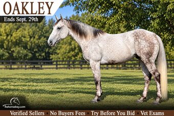 "Oakley" Grey Gelding Quarter Horse