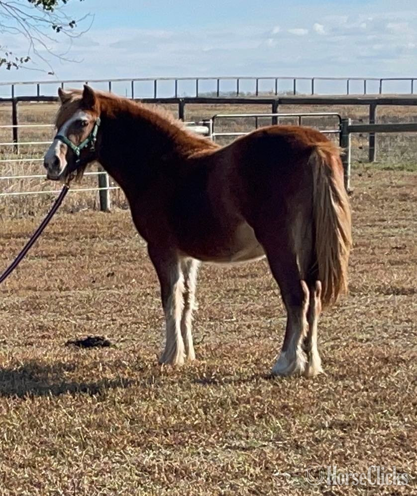 "RFM Gypsies Sassy Lady " Chestnut Filly Pony - Pony in Maryland