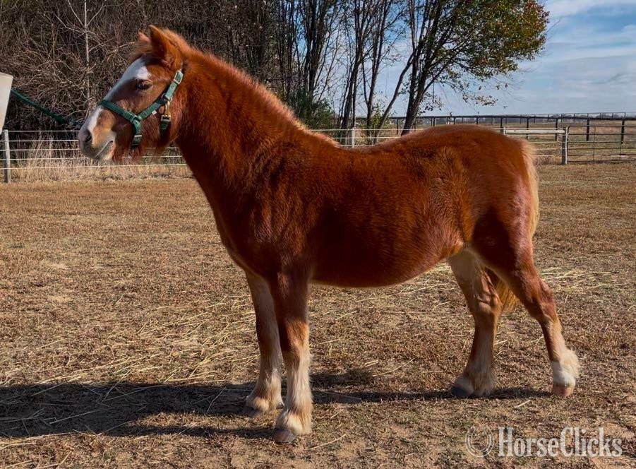 "RFM Gypsies Sassy Lady " Chestnut Filly Pony Maryland