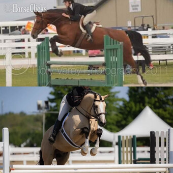 ""  Colt Warmblood