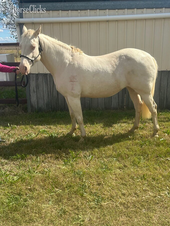 "Angel " Cremello Mare Quarter Horse