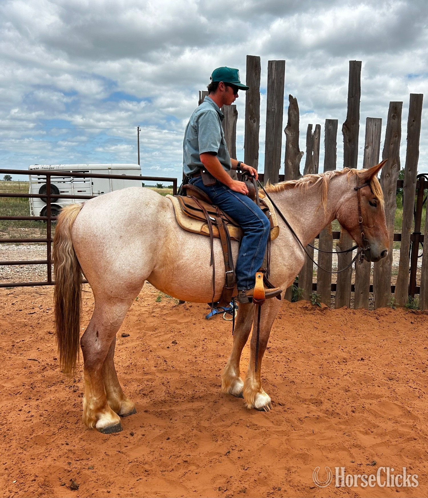 "Aunt B " Red Roan Mare Belgian in Oklahoma