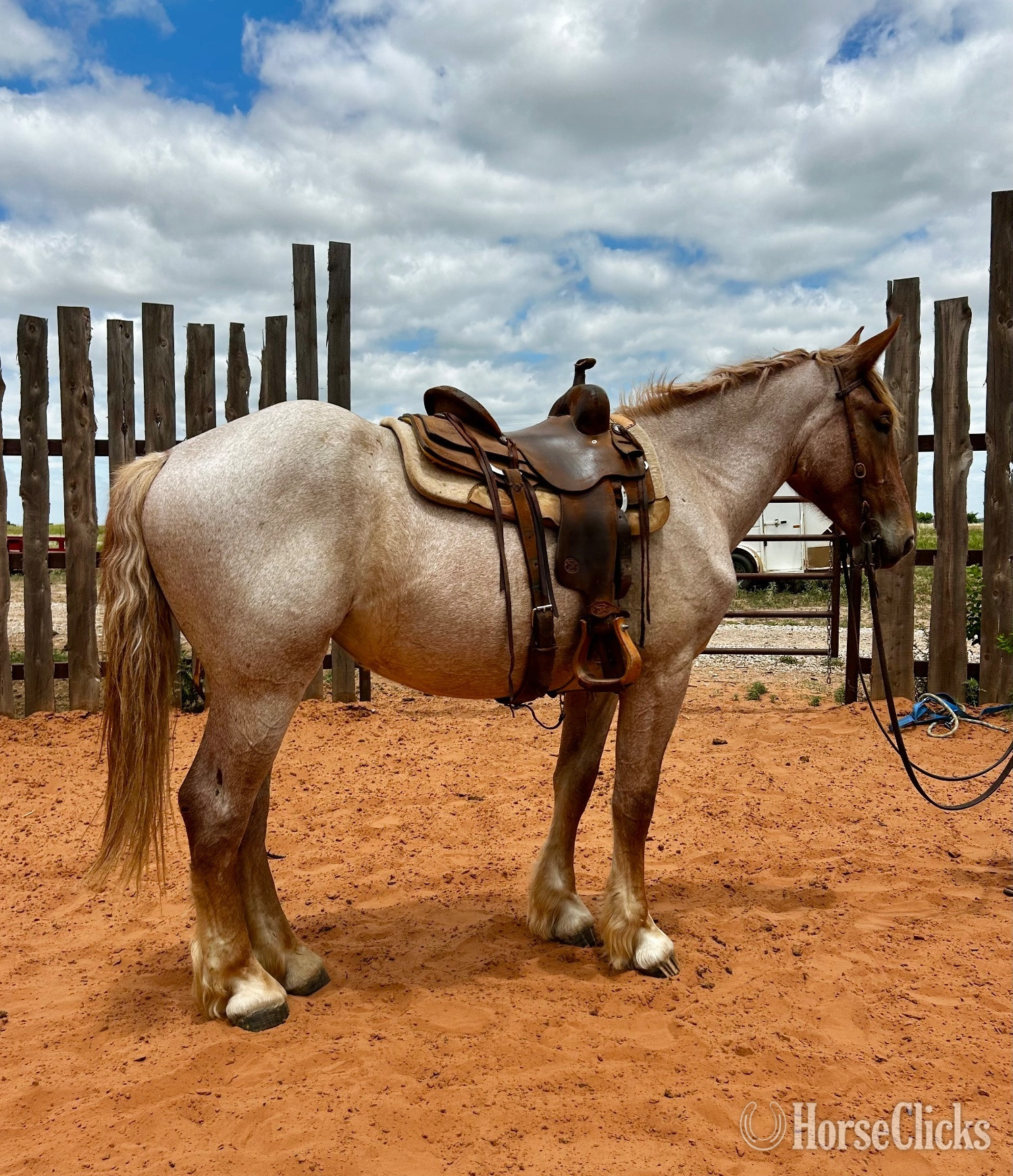"Aunt B " Red Roan Mare Belgian