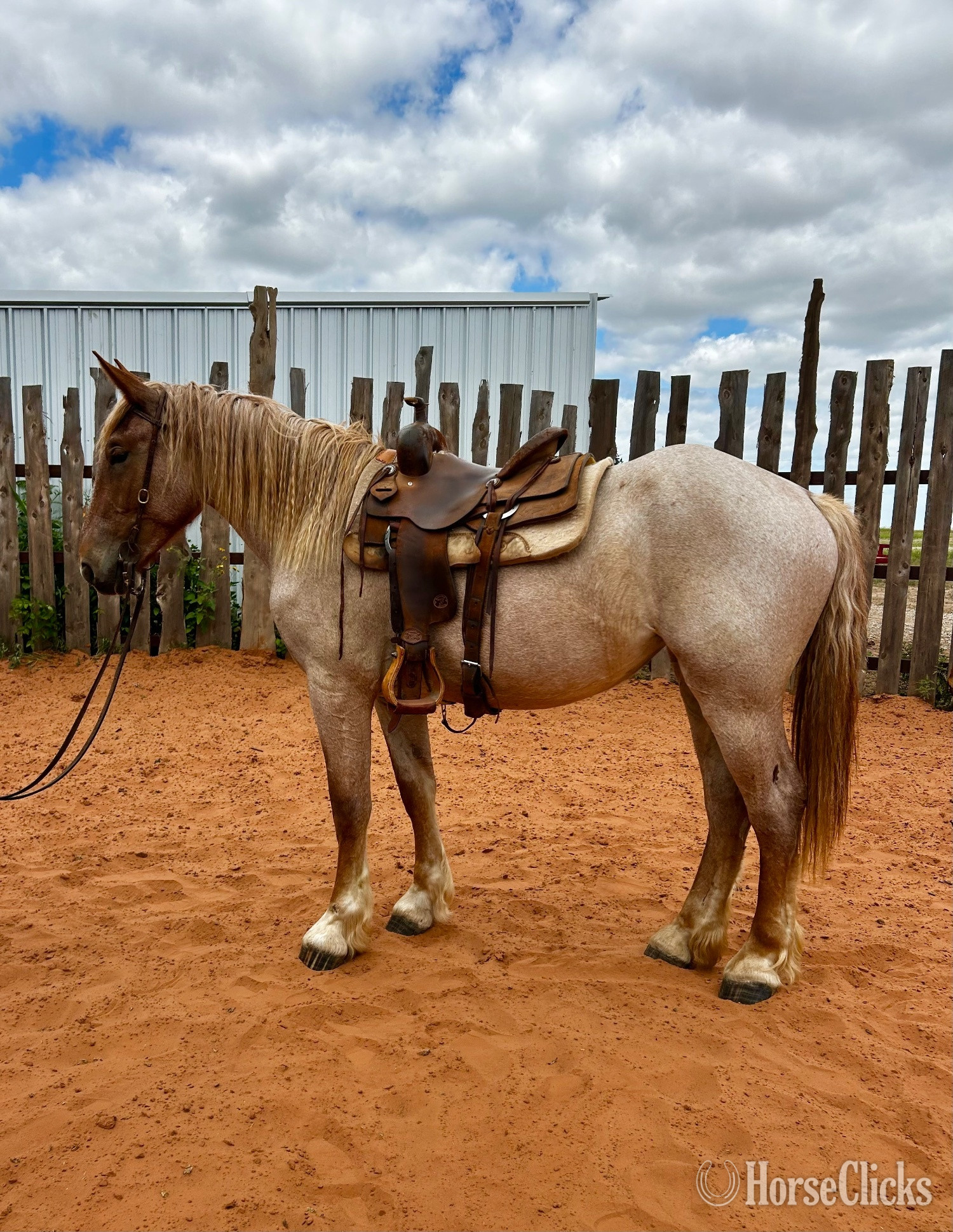 Oklahoma "Aunt B " Red Roan Mare Belgian