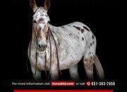 "Chanel " Bay Mare Mule