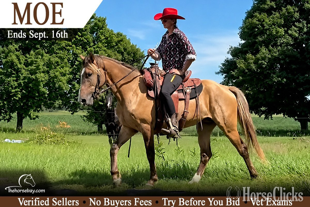 "Moe" Dun Gelding Rocky Mountain in Wisconsin