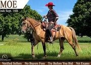 "Moe" Dun Gelding Rocky Mountain