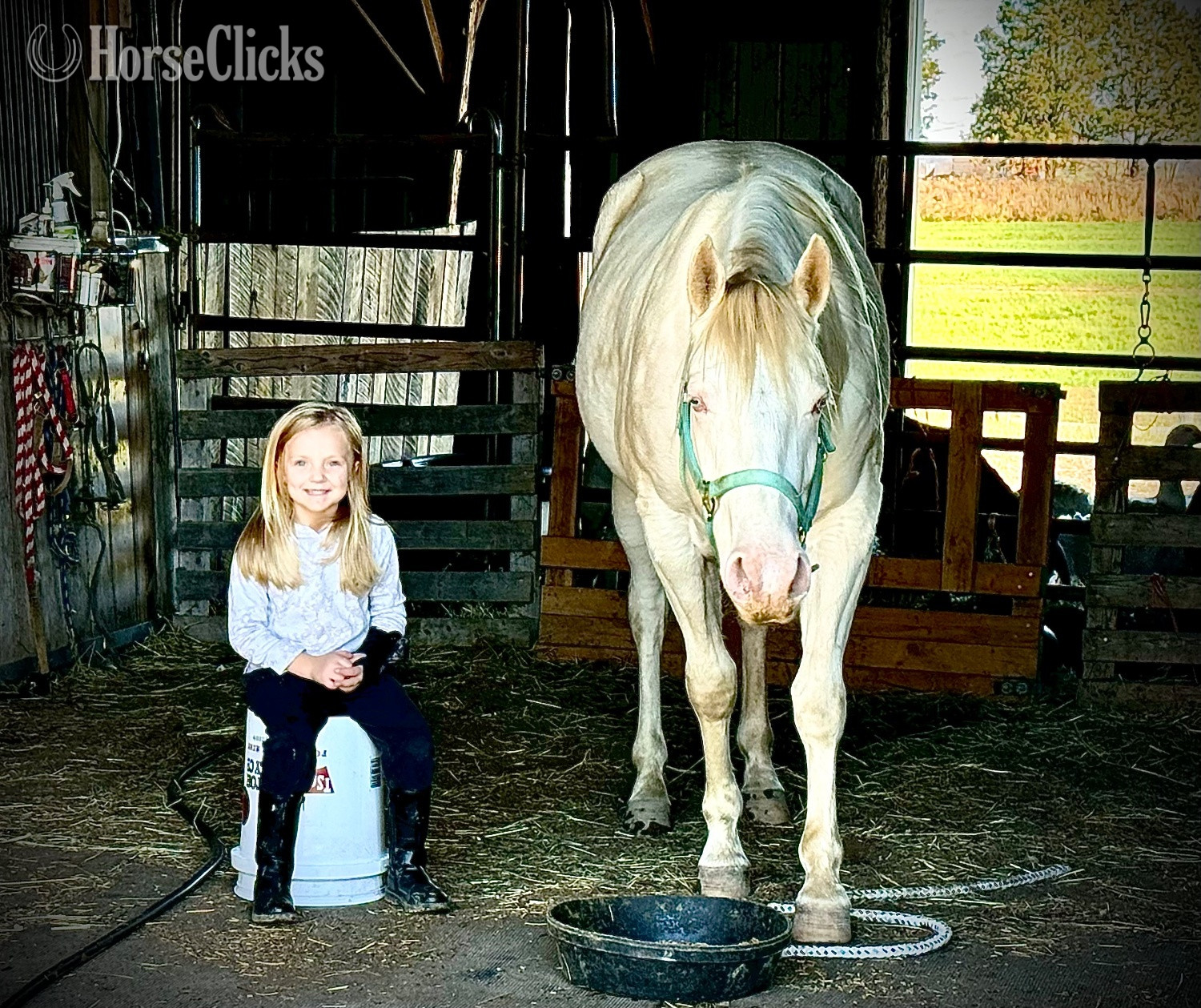 "Cottons Artic Jewel (Bree)" Perlino Mare Quarter Horse in Kentucky