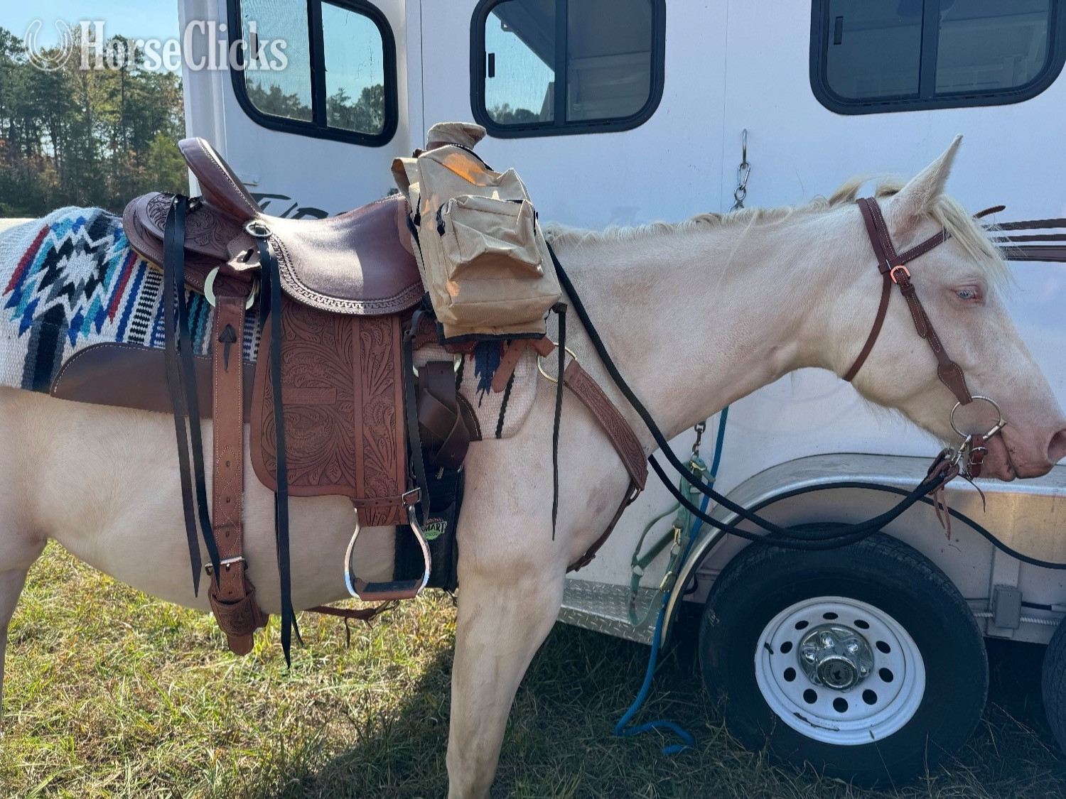 "Cottons Artic Jewel (Bree)" Perlino Mare Quarter Horse