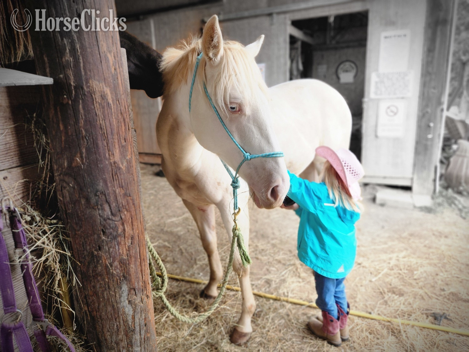 Kentucky "Cottons Artic Jewel (Bree)" Perlino Mare Quarter Horse