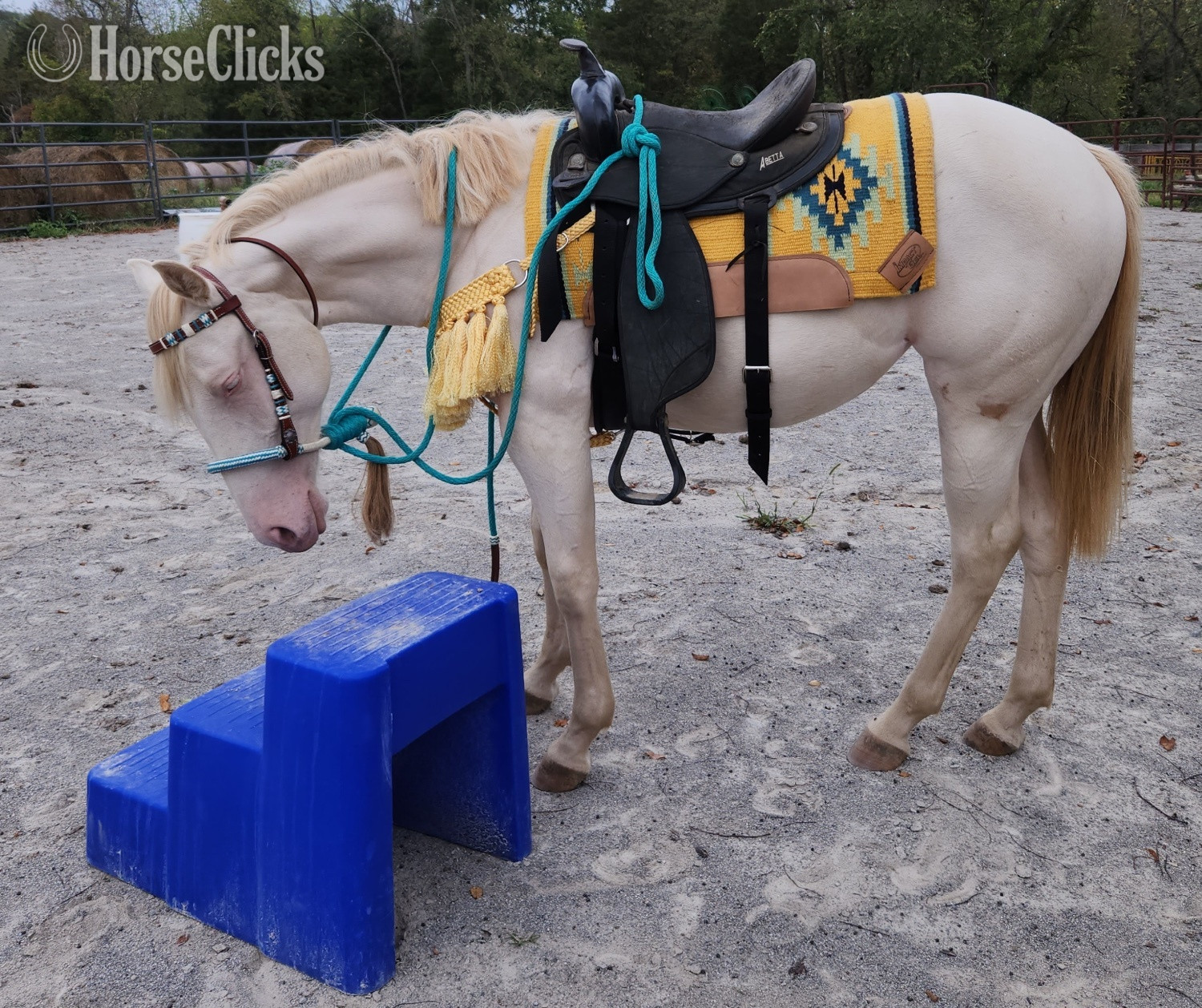 "Cottons Artic Jewel (Bree)" Perlino Mare Quarter Horse - Quarter Horse in Kentucky