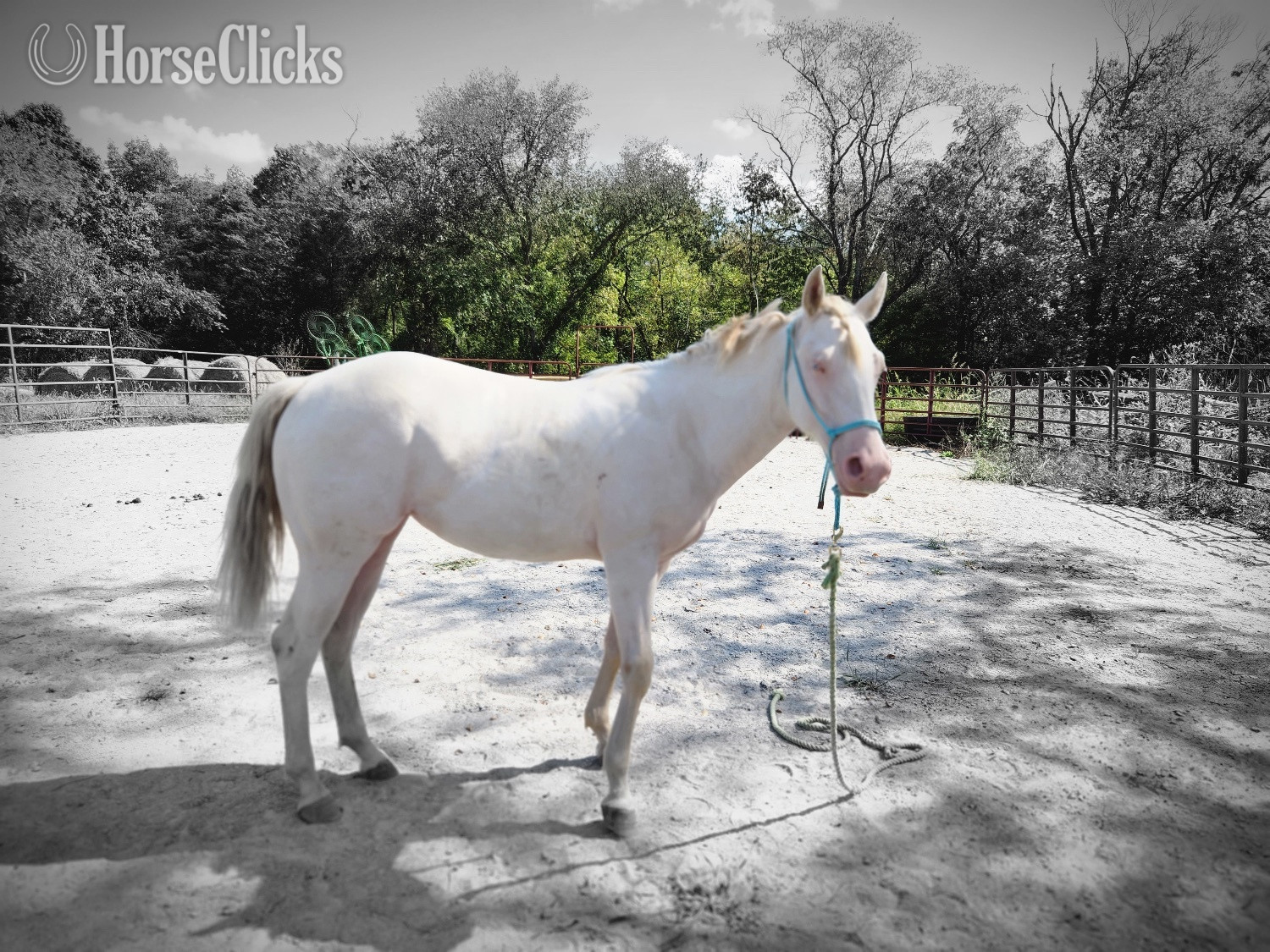 "Cottons Artic Jewel (Bree)" Perlino Mare Quarter Horse Kentucky