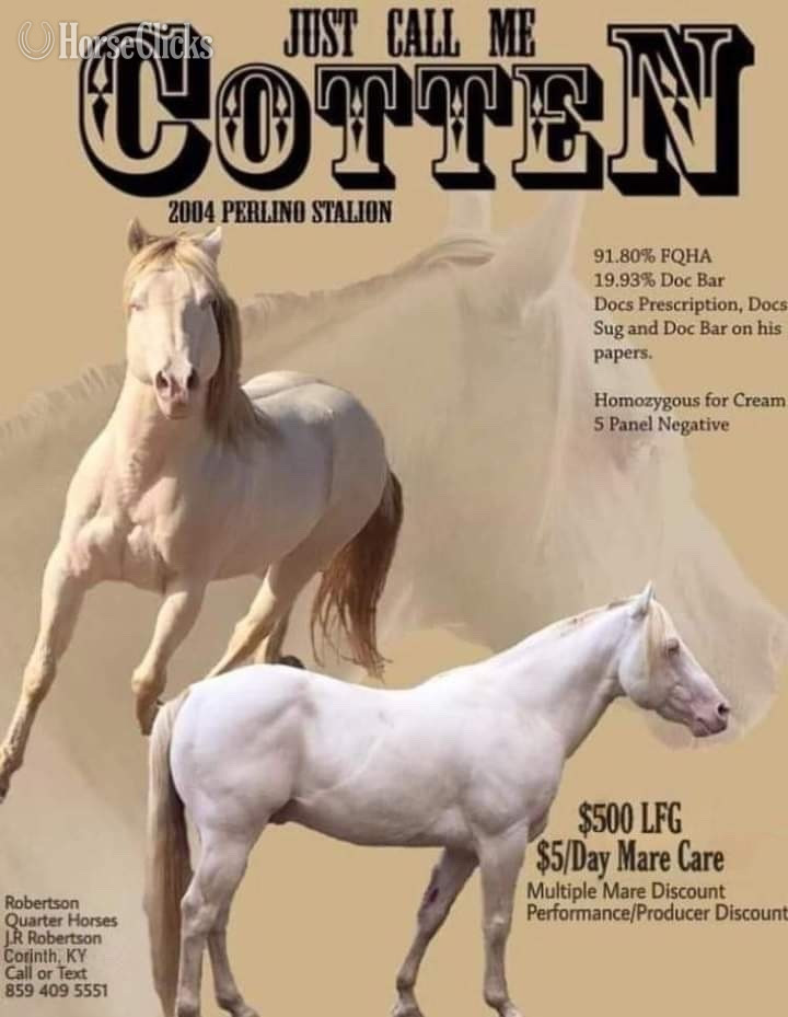 Quarter Horse - "Cottons Artic Jewel (Bree)" Perlino Mare Quarter Horse in Kentucky