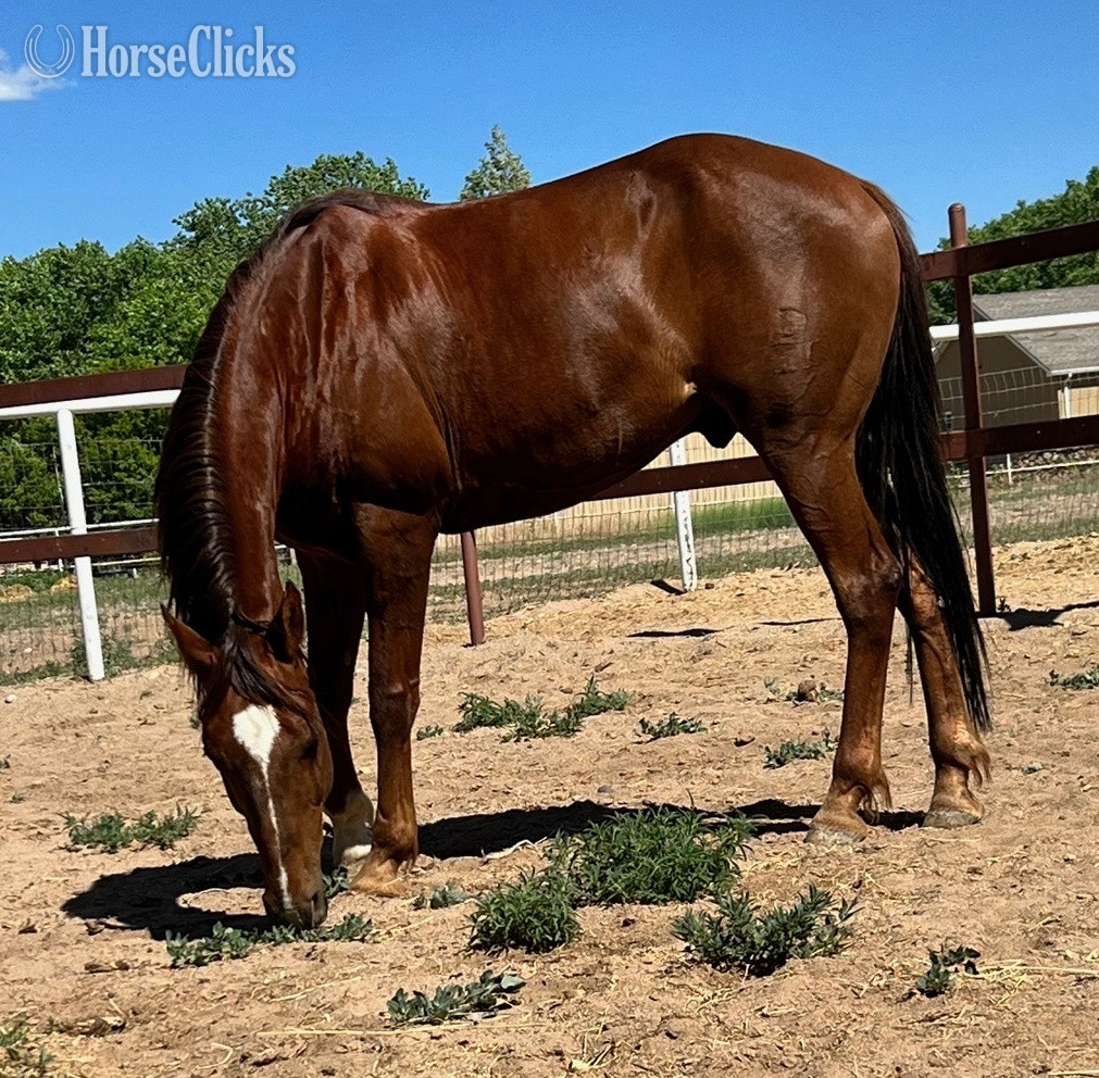 "Turbo" Sorrel Gelding Quarter Horse in New Mexico